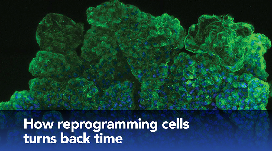 sca stories Reprogramming cells